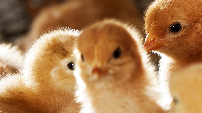 Aviary-Rearing-home