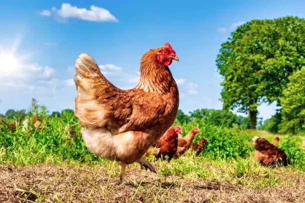 farmyard-image