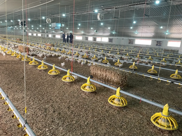 Poultry automation systems managing feeding equipment inside a commercial poultry house.