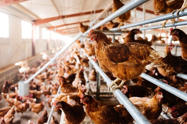 Chickens experiencing poultry heat stress inside a poultry house during hot weather.