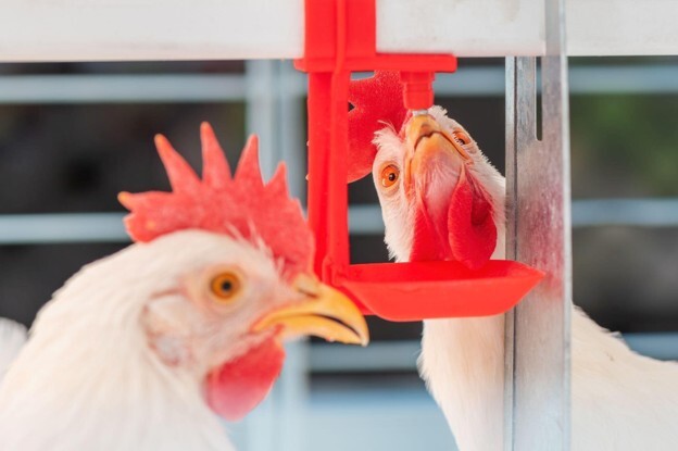 Chickens using an automatic chicken drinker inside a poultry housing system.
