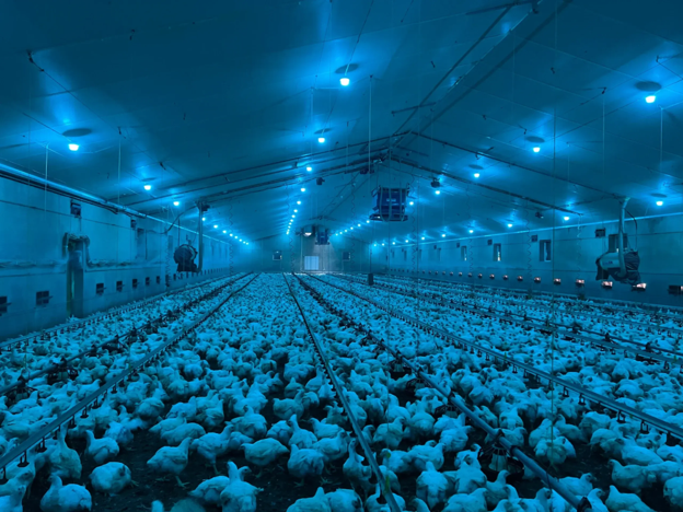 LED poultry lighting illuminates a large commercial poultry house filled with birds.