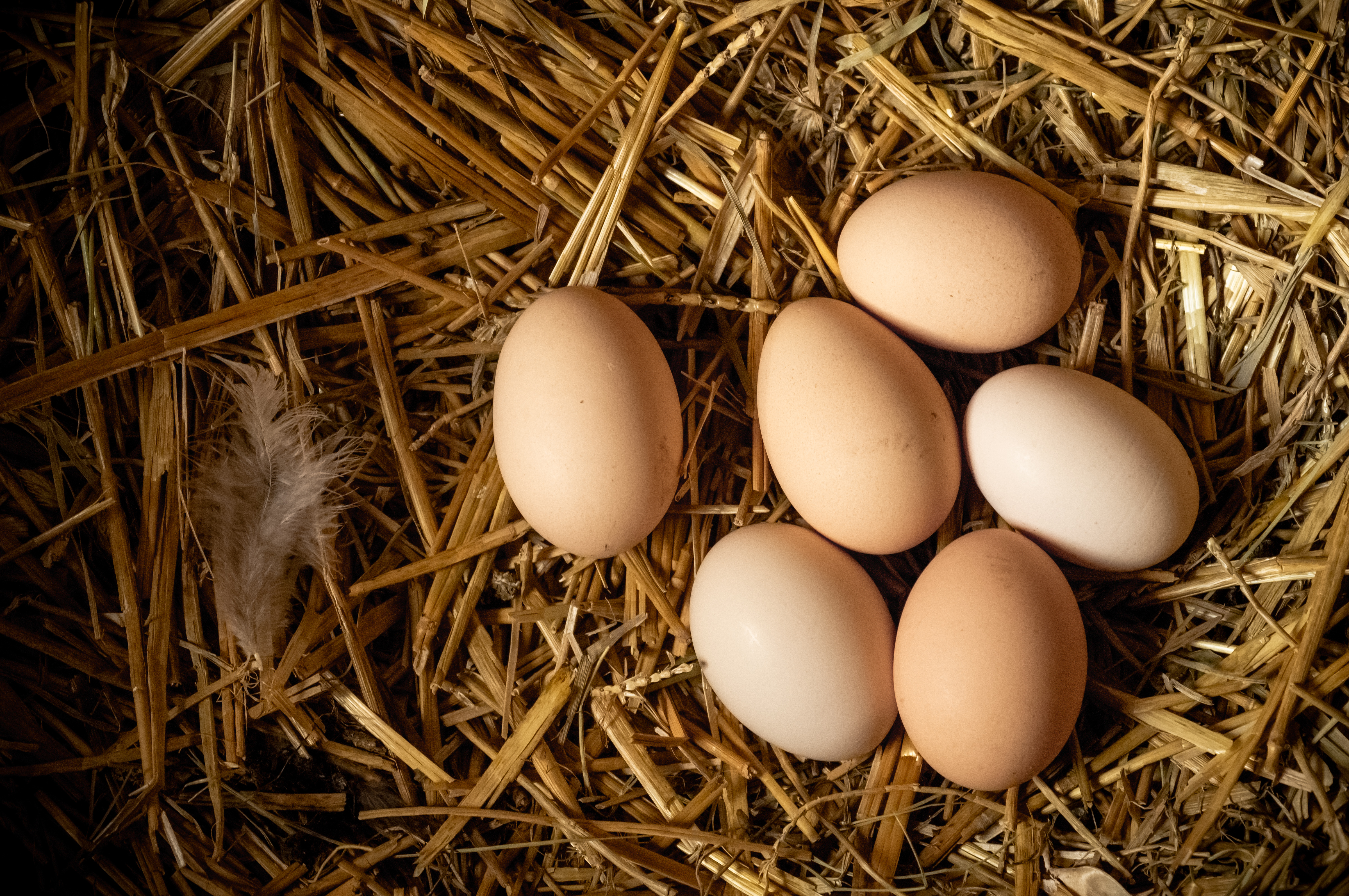 Fresh chicken eggs rest together on a bed of straw inside a nest.