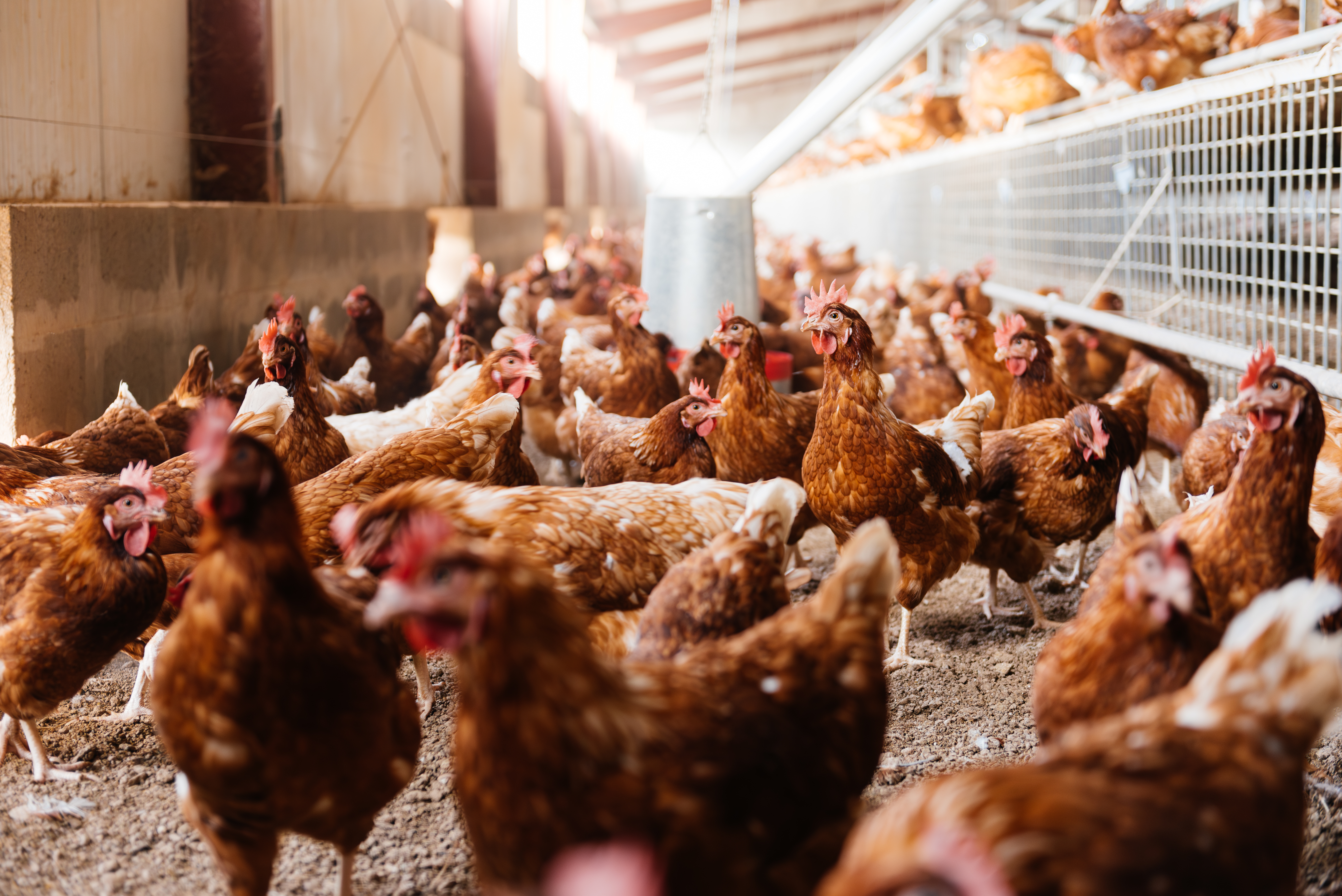 Commercial poultry house showing how to reduce stress in chickens through well-managed housing conditions.
