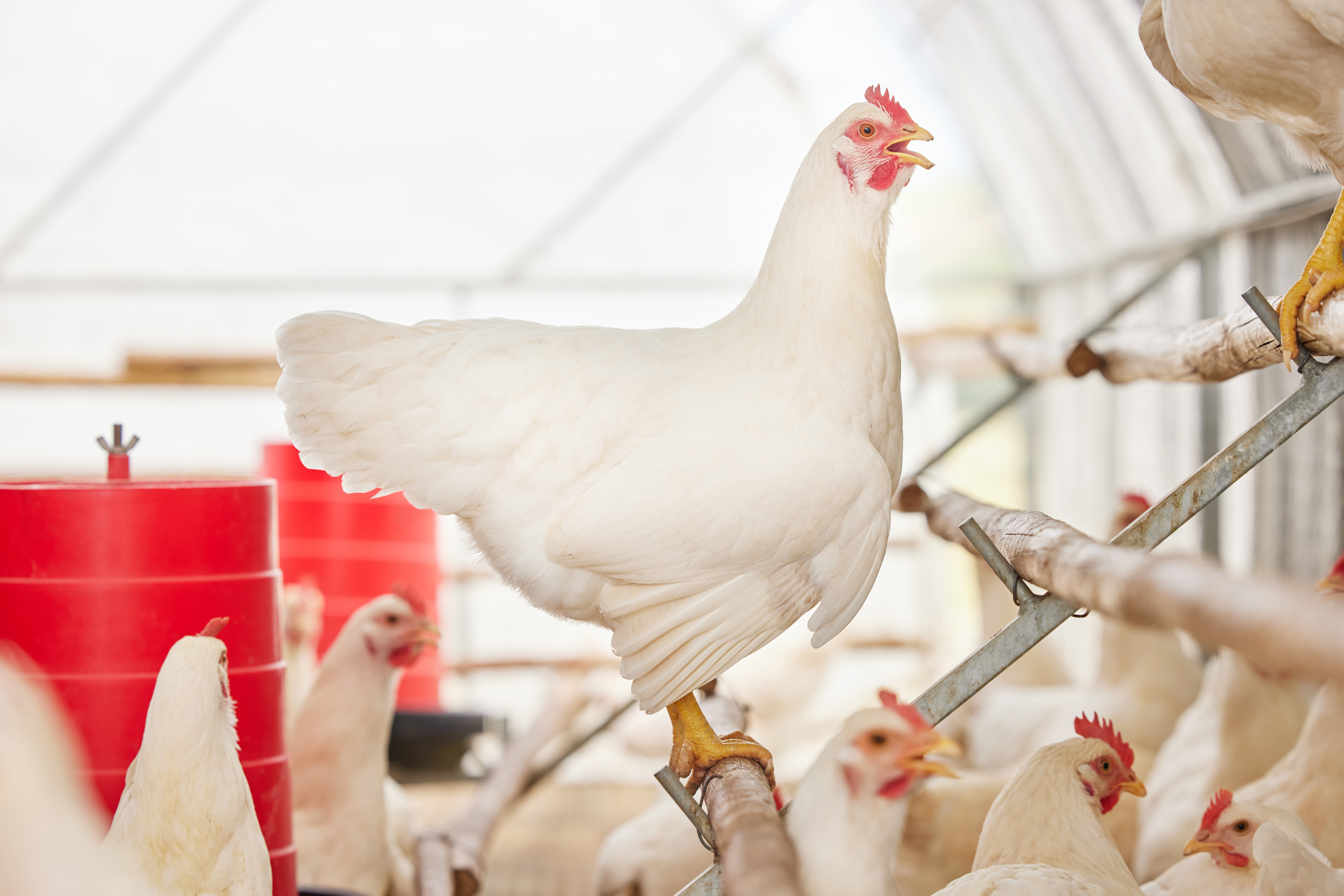 White chickens perched and moving freely inside a commercial poultry house with an environmental control system that maintains flock health and productivity.