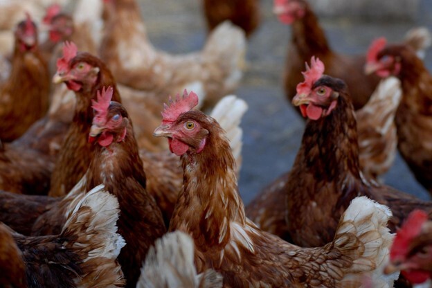 A poultry house ventilation fan fitted behind a protective metal grille to circulate air within the poultry house.