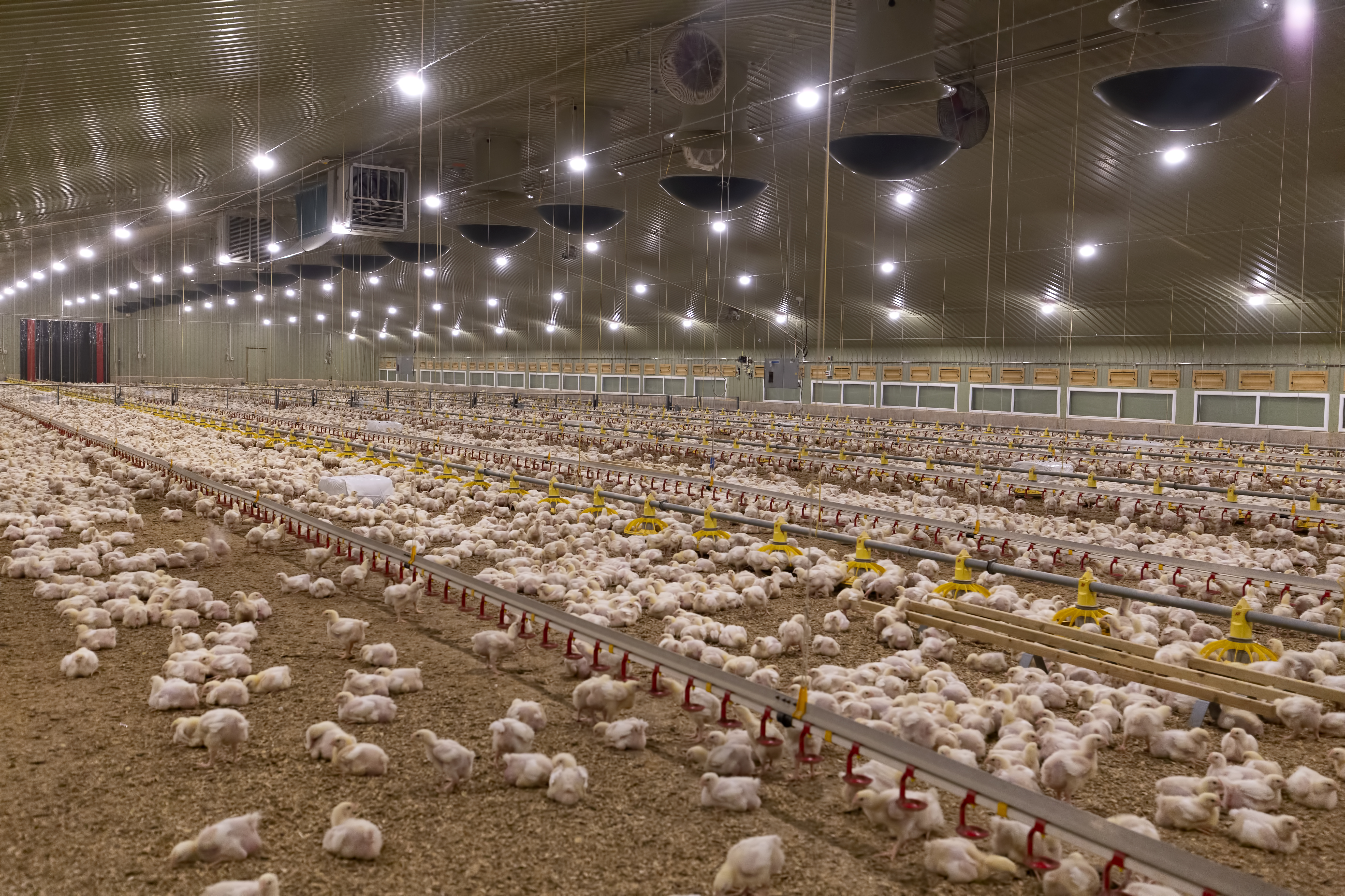 Automated feeding systems distribute feed throughout a large poultry house filled with chickens.